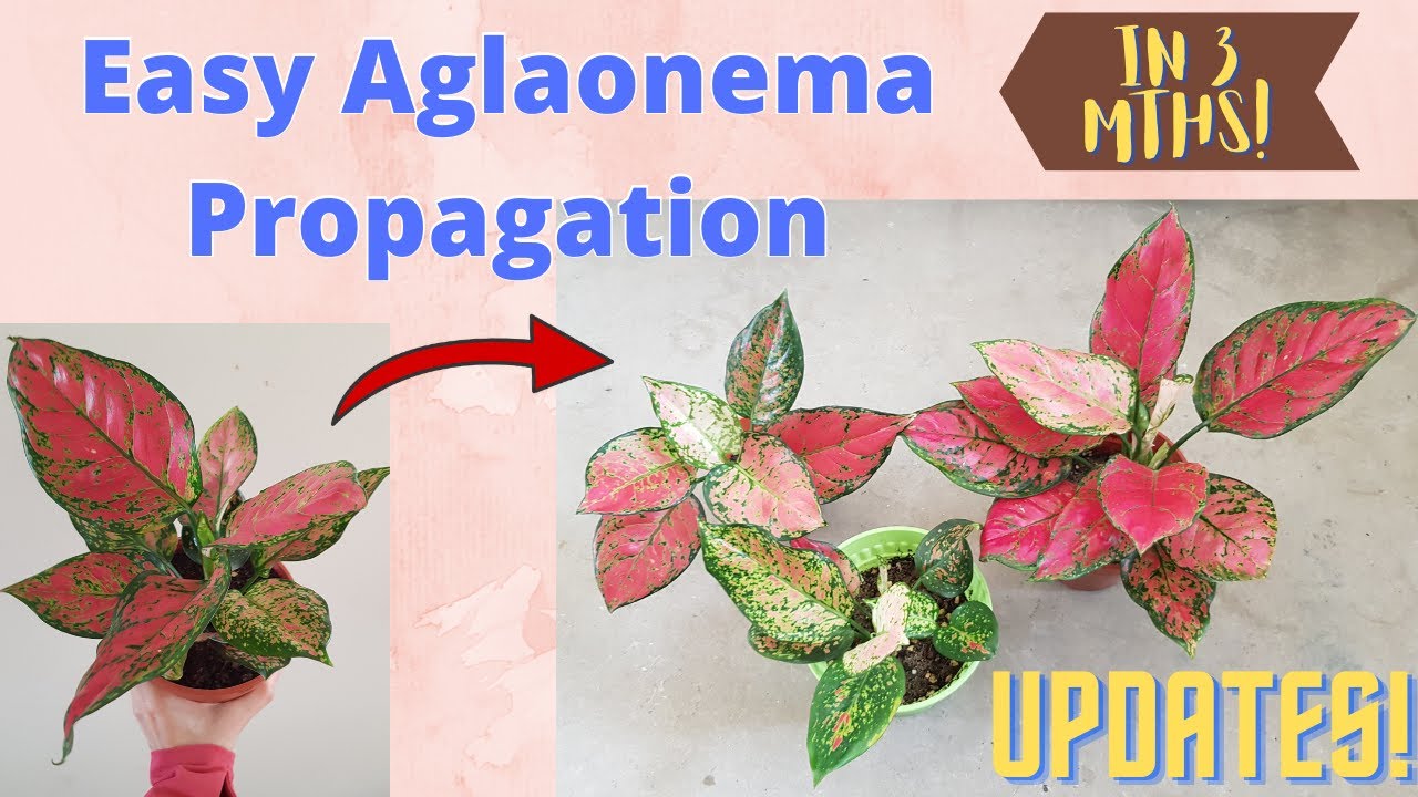 Easy Aglaonema Propagation with 3 months updates!