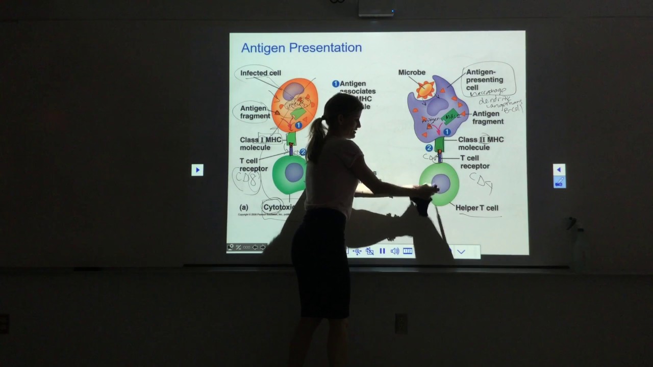 The Lymphatic System and Immunity Part 1.3