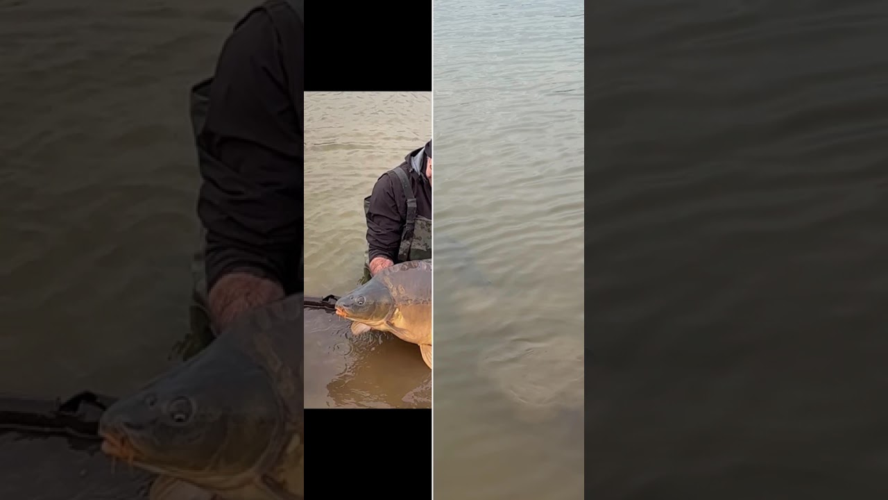 Rempoissonnement de 6 Carpes de 16 à 20 kg. Arrivées au mois de décembre dans l’étang du Brionnais.