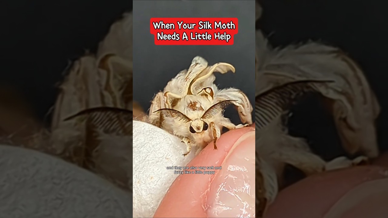 It only takes a few minutes to help them out #moths