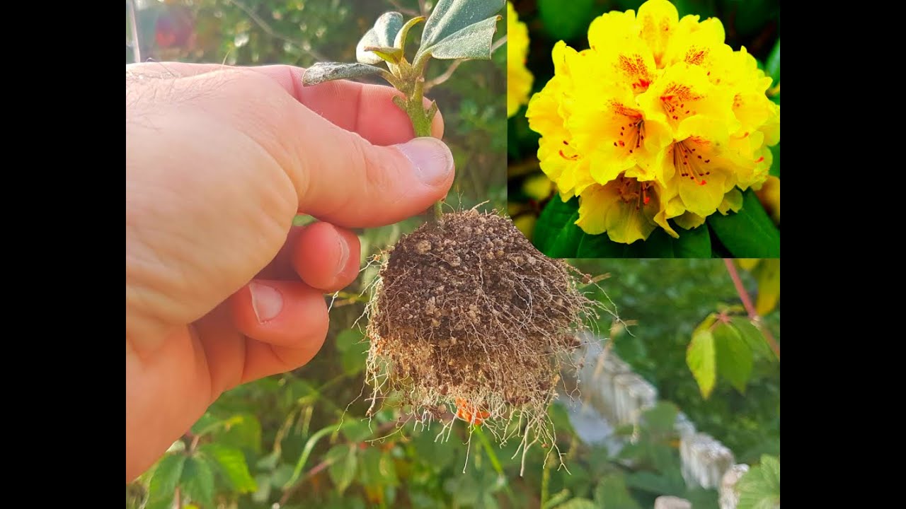Rhododendron cuttings rooting after 8 months - finally!!
