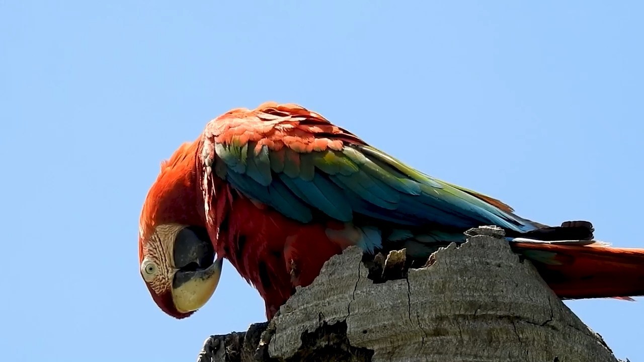 Red and Green Macaw: At the Nest Door Organizing its Plumage! (Ara chloropterus), Arara-Vermelha,