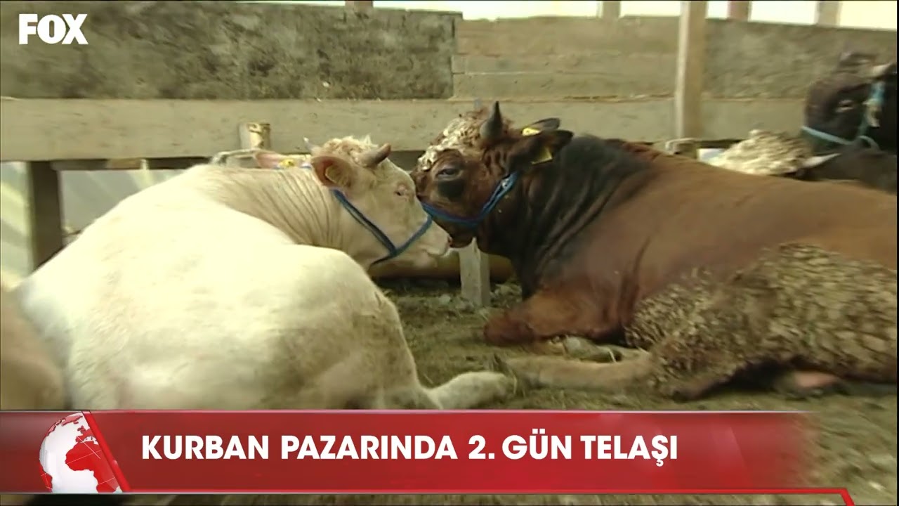 2009 kurbanlıklar