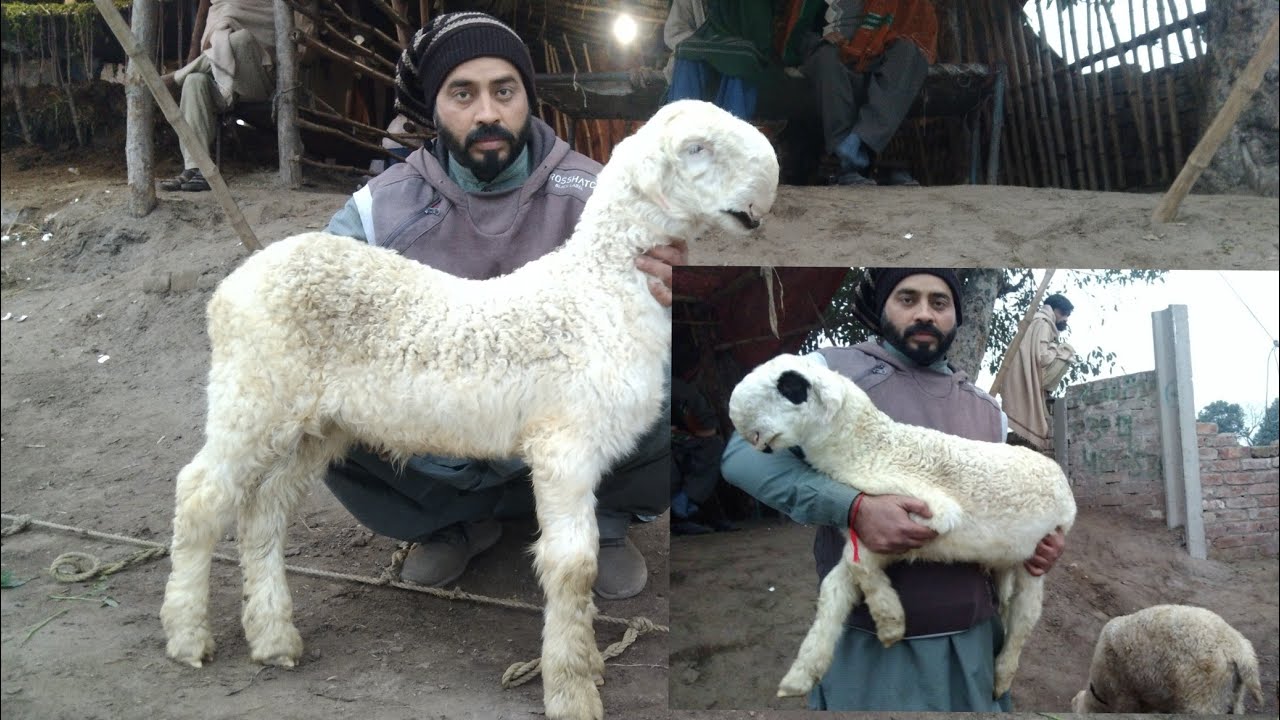Mundre Chatre  Kake  Lakhe Mundre  Chatre  Big  Saiz  Mundre  Asif  Mundra Farm