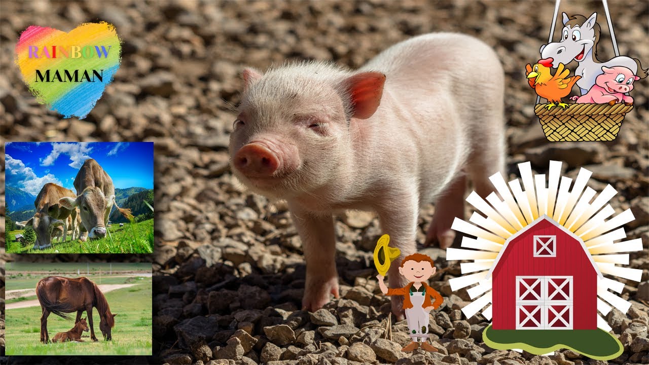 Learning French [Farm animals and their babies]  – Animaux de la ferme en français et anglais