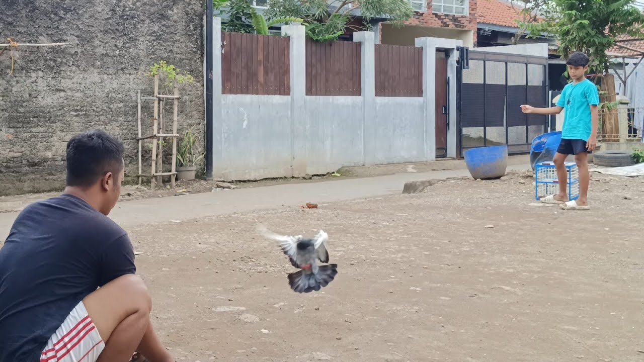 Teknik Latihan Merpati Balap Jarak Dekat 1-5 Meter - Tidak Ribet!