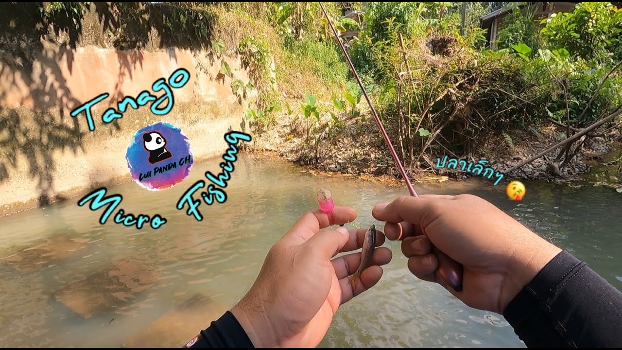 Tanago Micro Fishing : EP 20 เปิดโลกทัศน์ในการตกปลา การลองตกปลาเล็กครั้งแรกแบบทานาโกะ