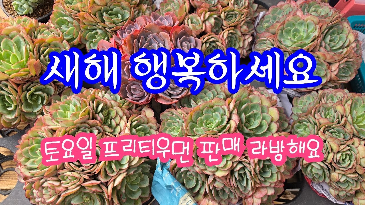 26.02.14.프리티우먼 토요일 판매 라방해요