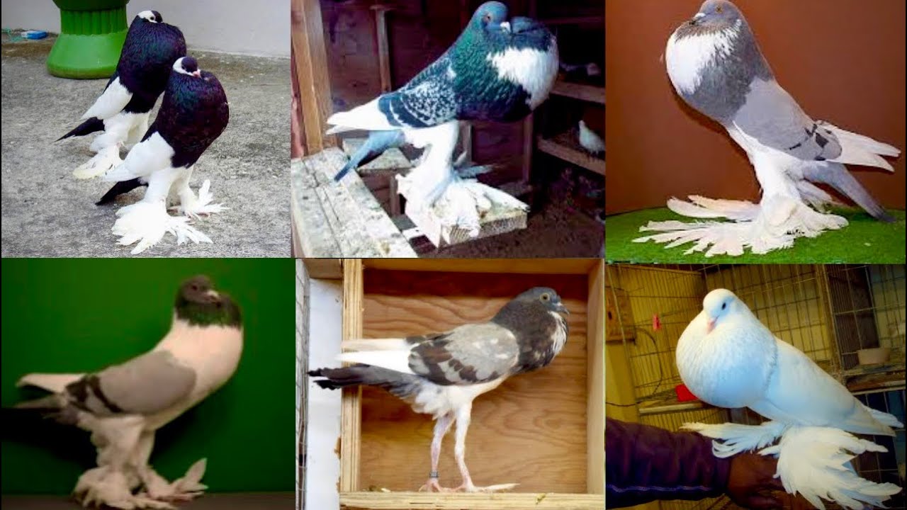 Fancy Kabootar ka Farm, Birds farming In Punjab, Pigeon Hatching Chicken, shehr Hsn Entertainment