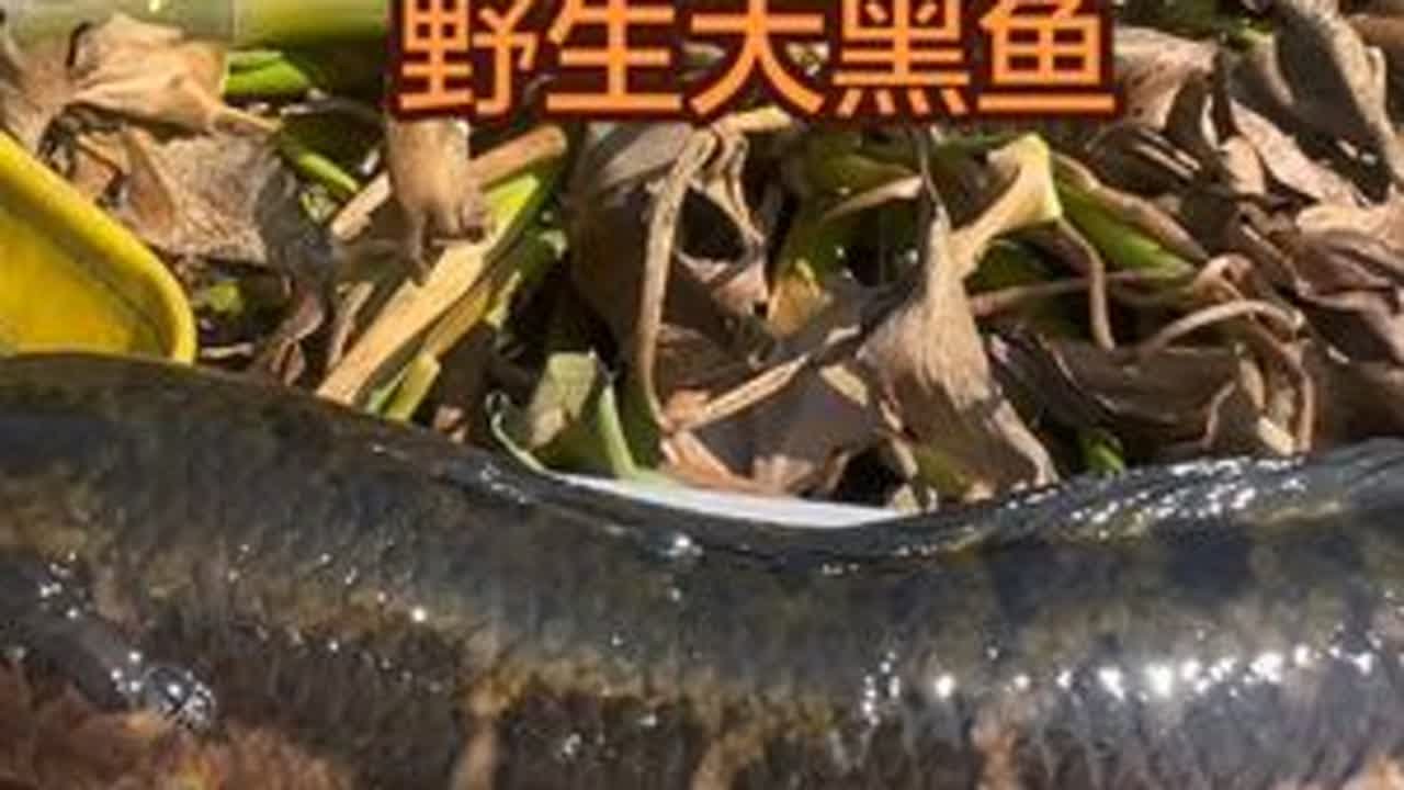 在水库抓鱼去乡镇摆摊一天能卖多少钱#纯天然绿色食品 #水库鱼 #卖鱼人