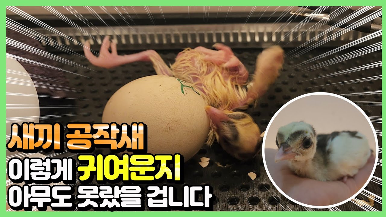 [최초공개] 오직 30%만 부화하는 아기공작.. 어렵게 만났습니다