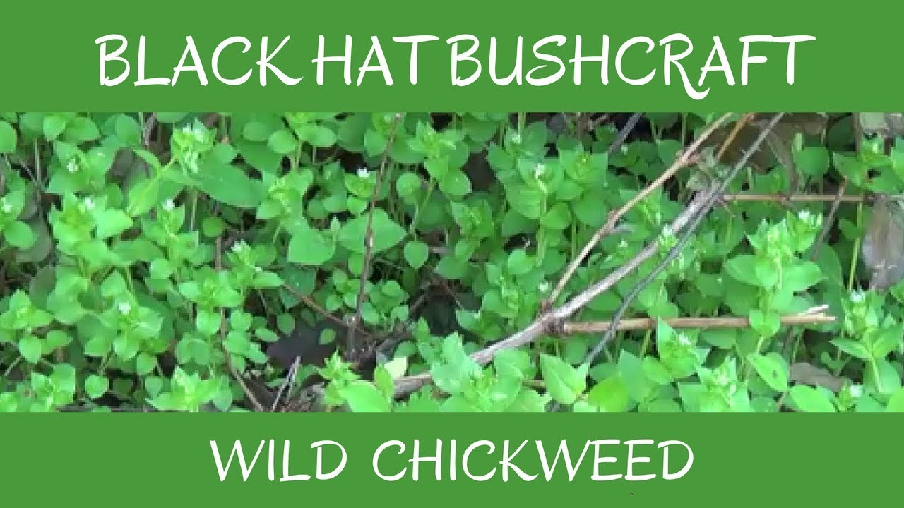 Chickweed: Wild Edible & Medicinal Plant