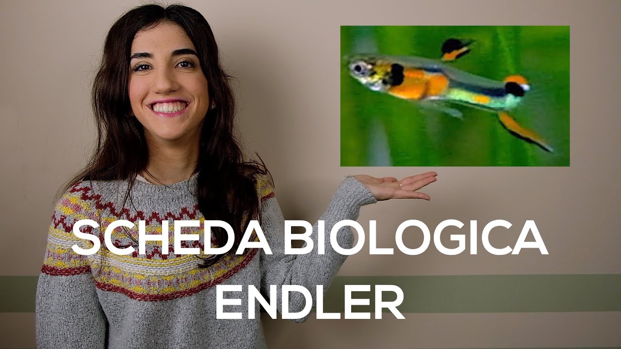 Scheda Biologica - Endler in acquario (Poecilia wingei)