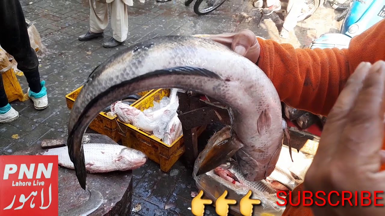 morningshow MachliMandi LiveNews Lahore | Different fish in the world | three flower  FishMarket