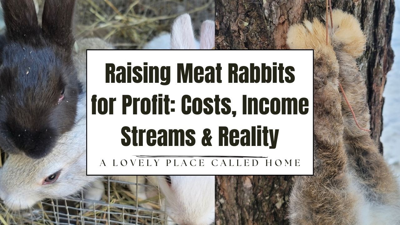Raising Meat Rabbits for Profit: Costs, Income Streams & Reality