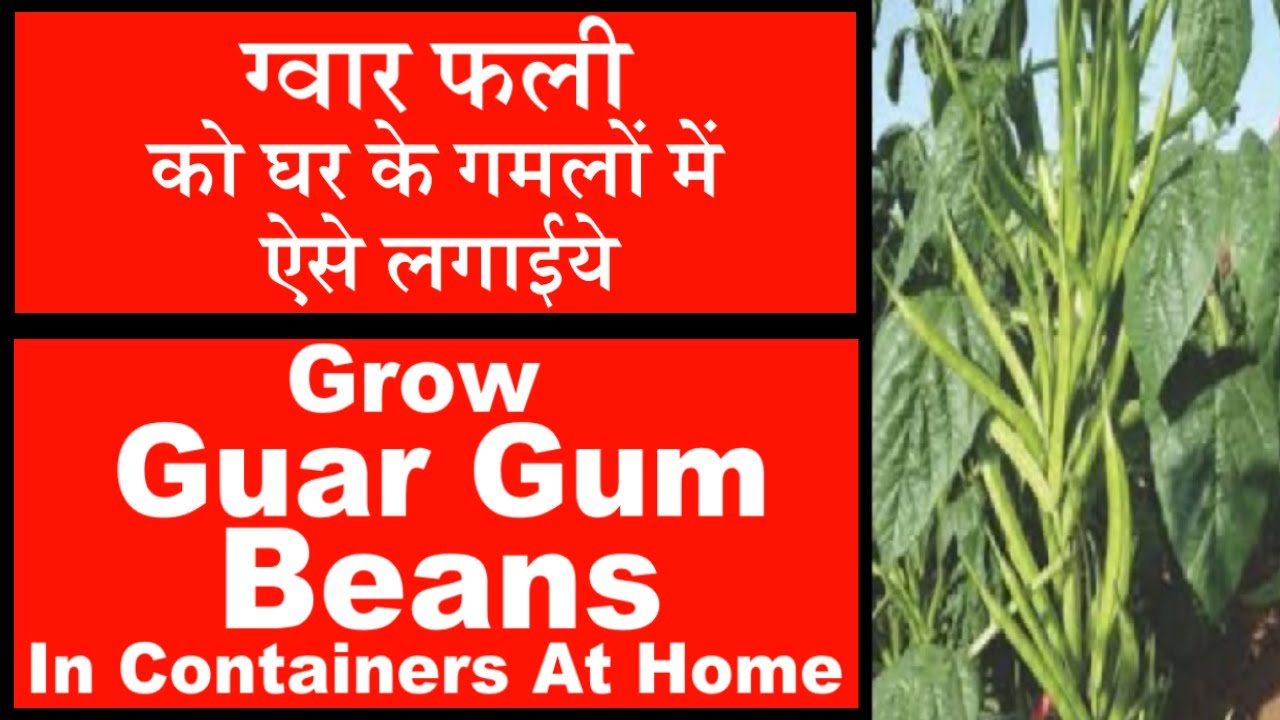 Guar Gum/Cluster Beans:How to Grow in Pots at Home