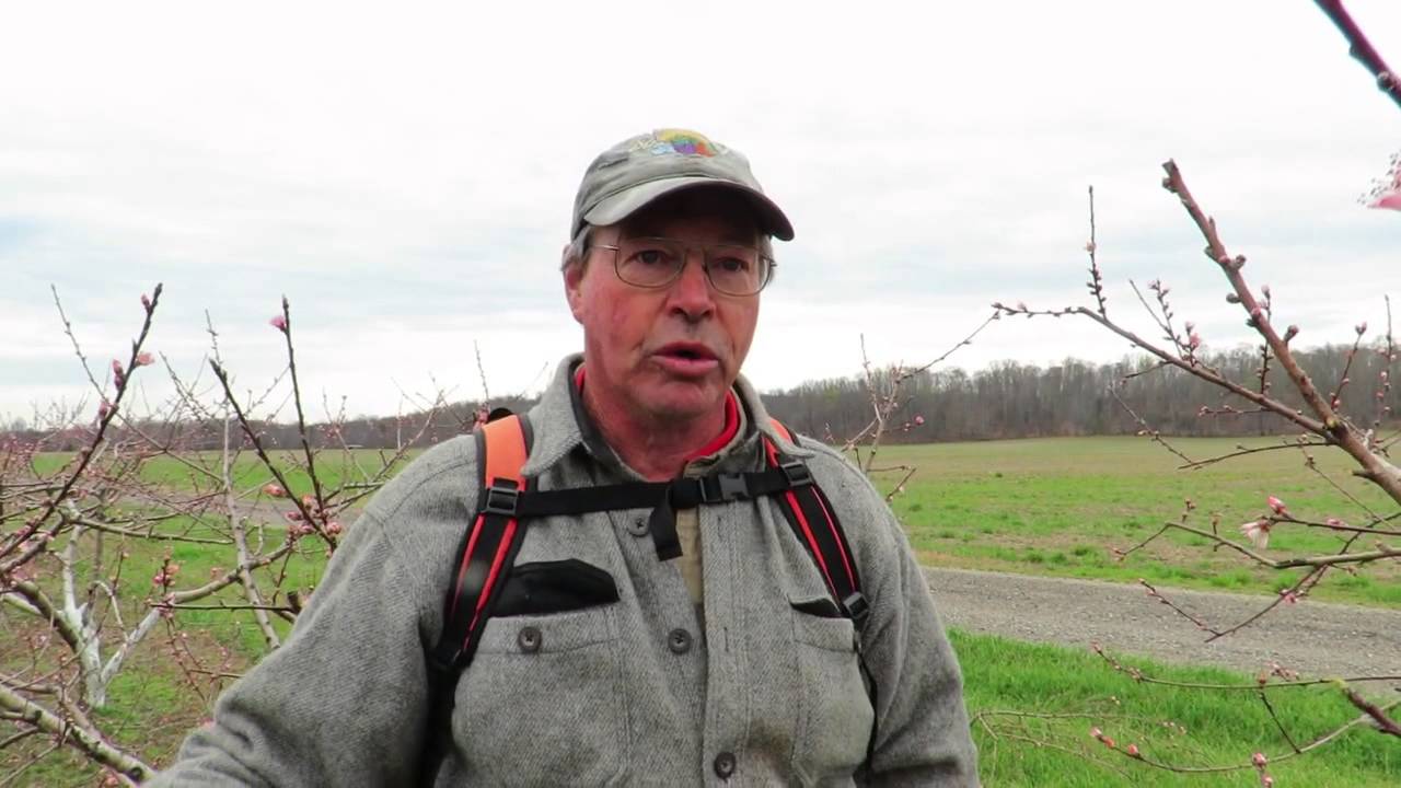 Agriberry Peach Pruning Video- with Chuck Geyer March 19 2016