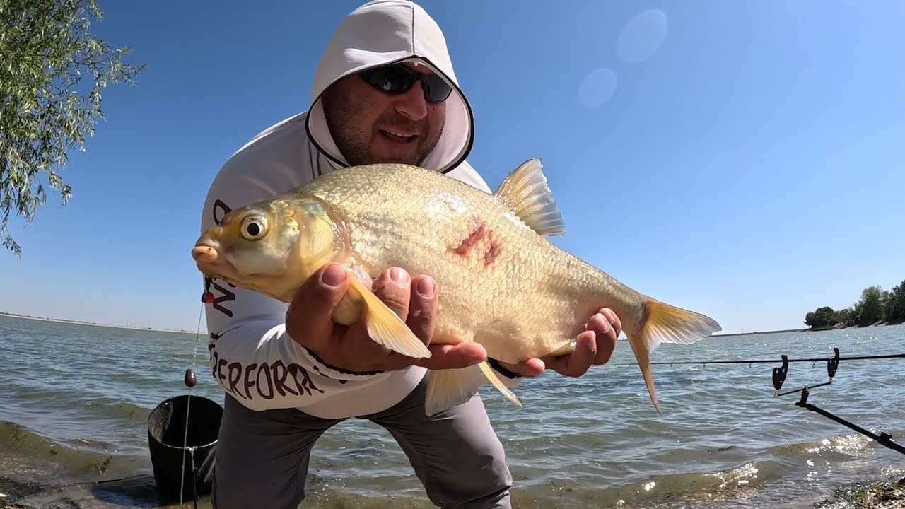 Pescuit la feeder pe lacul Mihailesti, zona noua cu platici gigant 4K