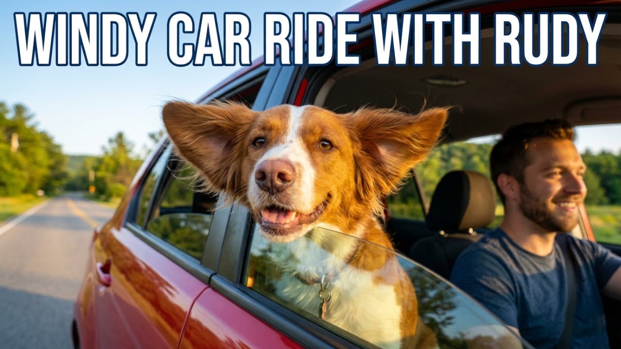 My rescue dog Rudy turned my life into something unexpected #pets #dogs #dogtravling