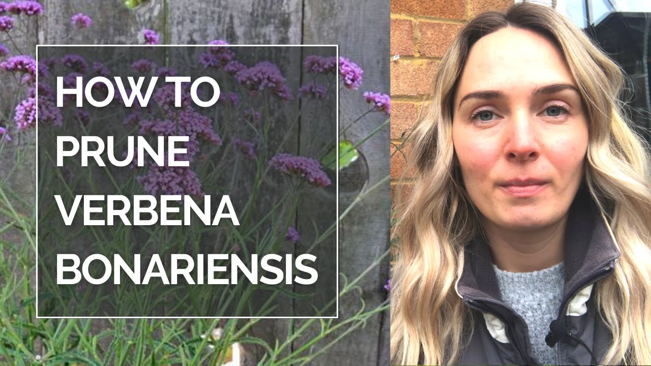 HOW TO PRUNE VERBENA BONARIENSIS I Pruning Verbena bonariensis