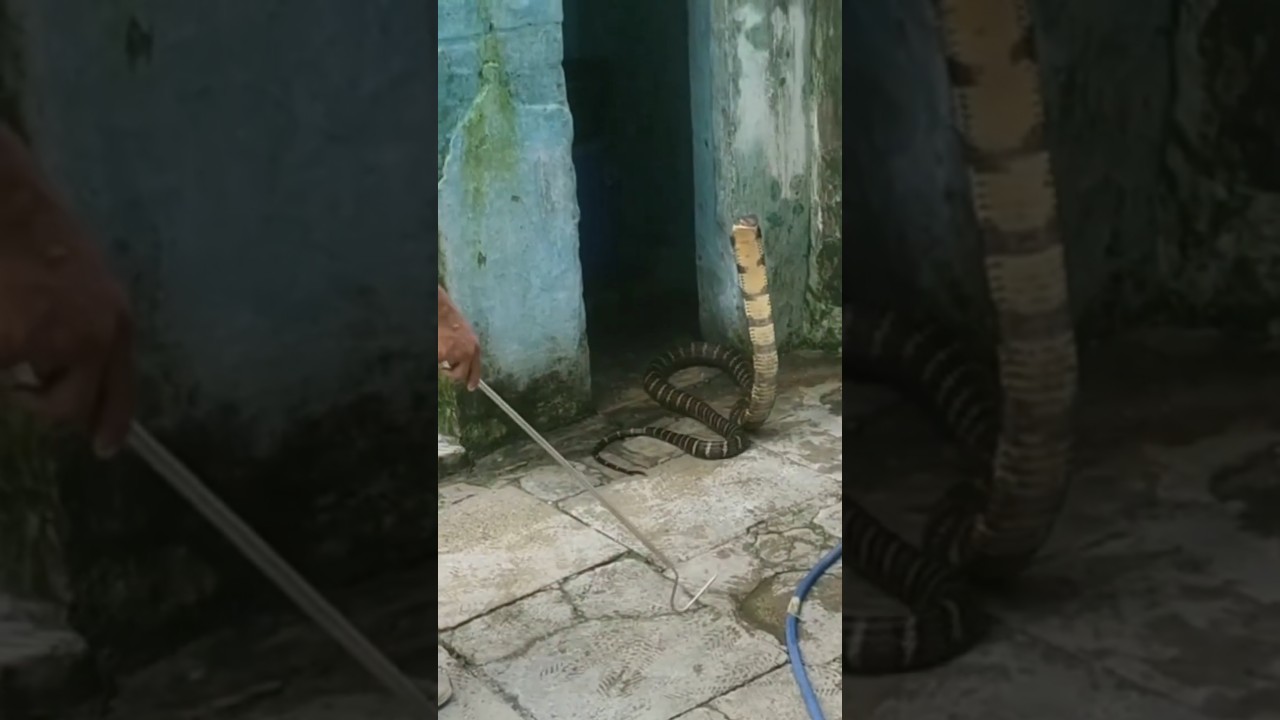 Most poisonous King cobra snake rescue forest officer