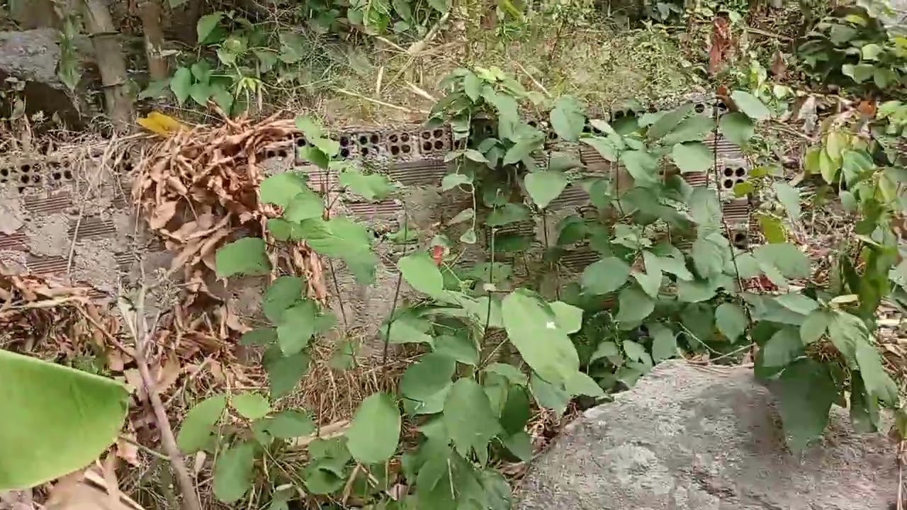 Khám phá núi bà đội tìm ông Huy 