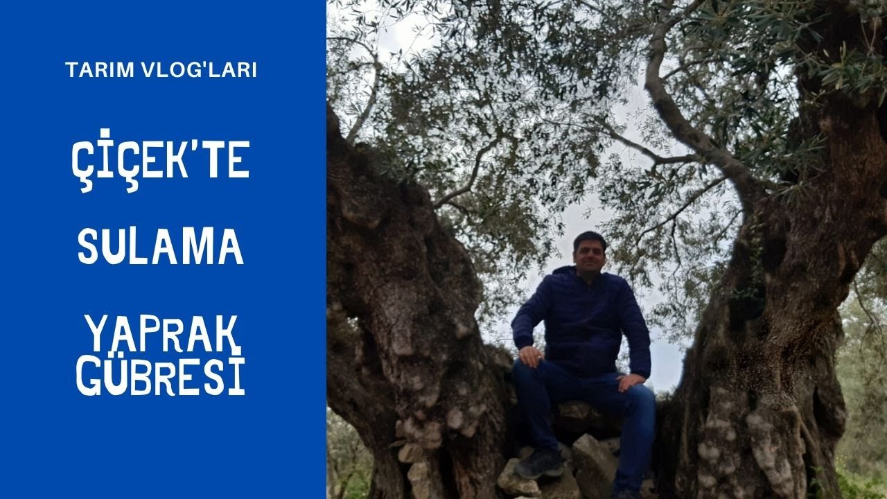 ZEYTİN YETİŞTİRİCİLİĞİ . Çiçek öncesi yaprak gübresi, ilaçlama ve çiçek'te sulama . tarım VLOG # 5