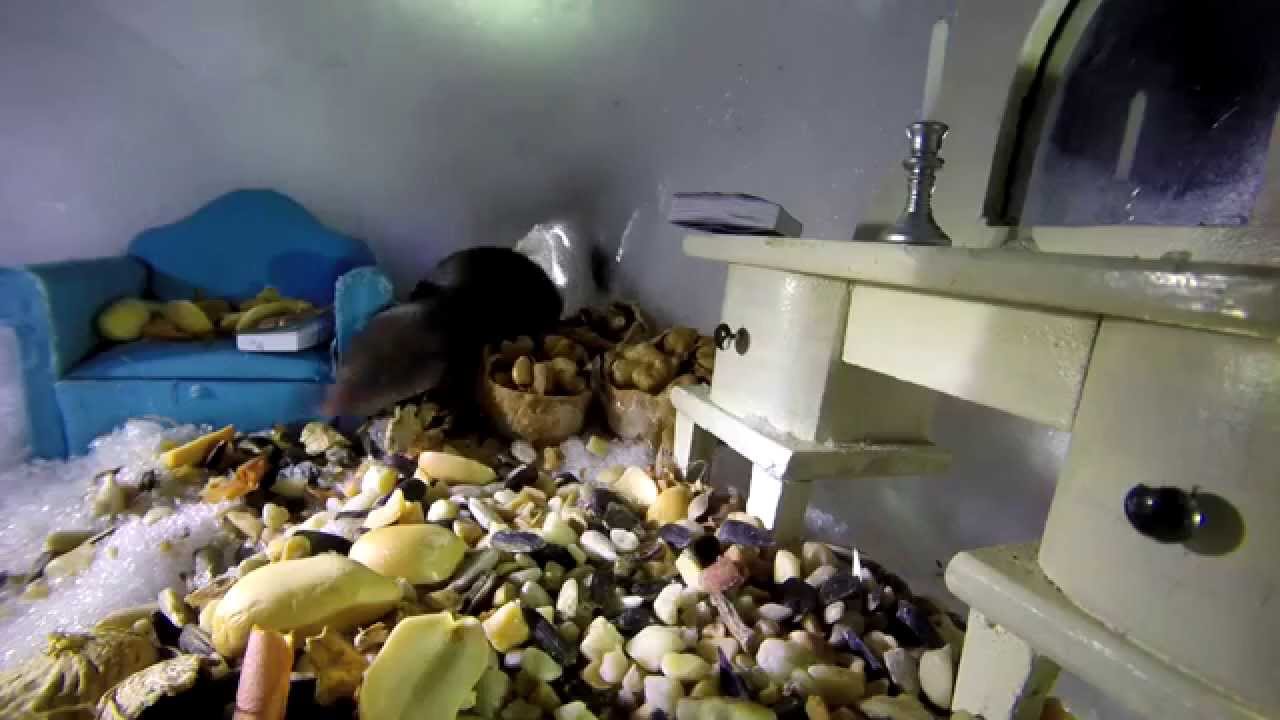Shrew and Mouse roomates