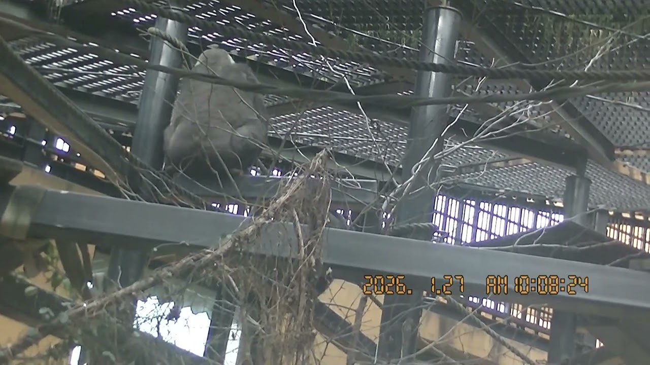 ゲンキとキンタロウ　2026．1．27　その3