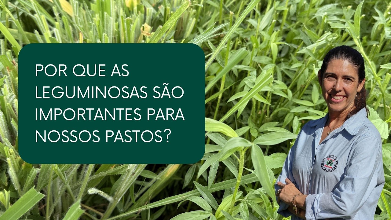 POR QUE USAR LEGUMINOSA EM PASTAGEM?