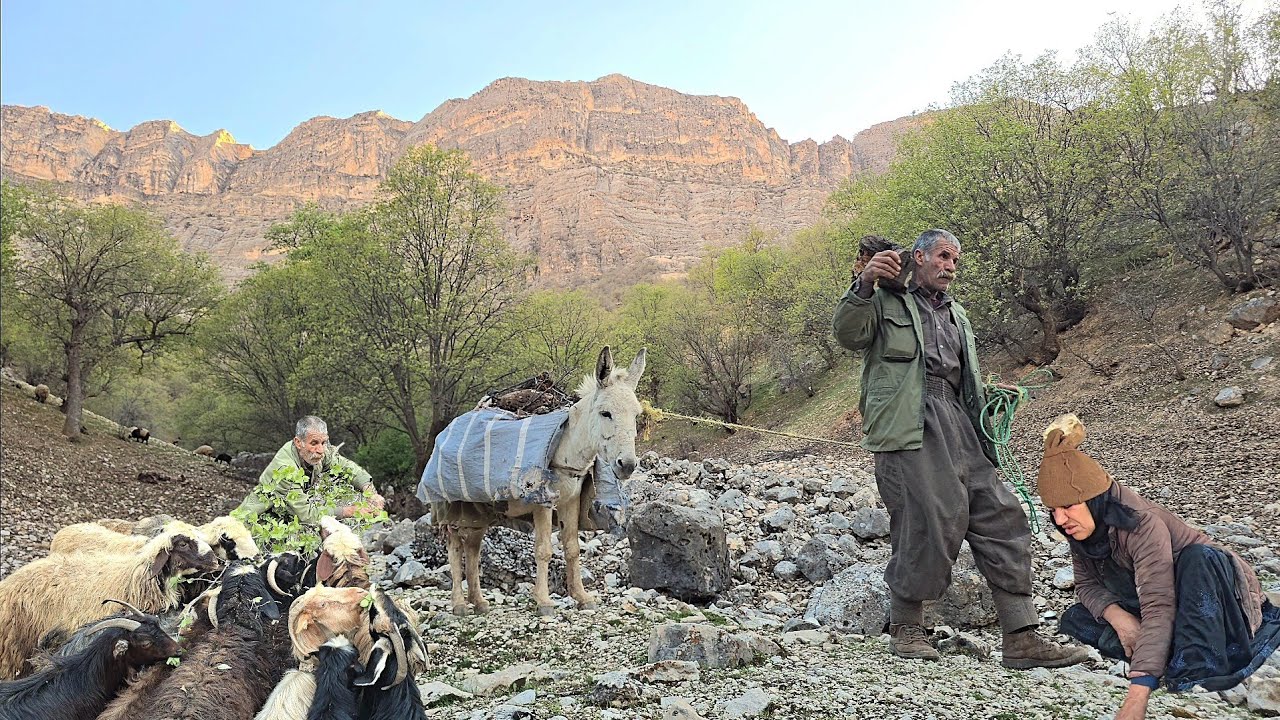 Nomadic life: collecting firewood with donkeys for storage in the mountains