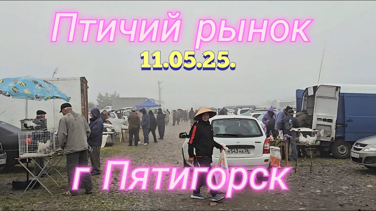 Голуби цены Птичий рынок г Пятигорск