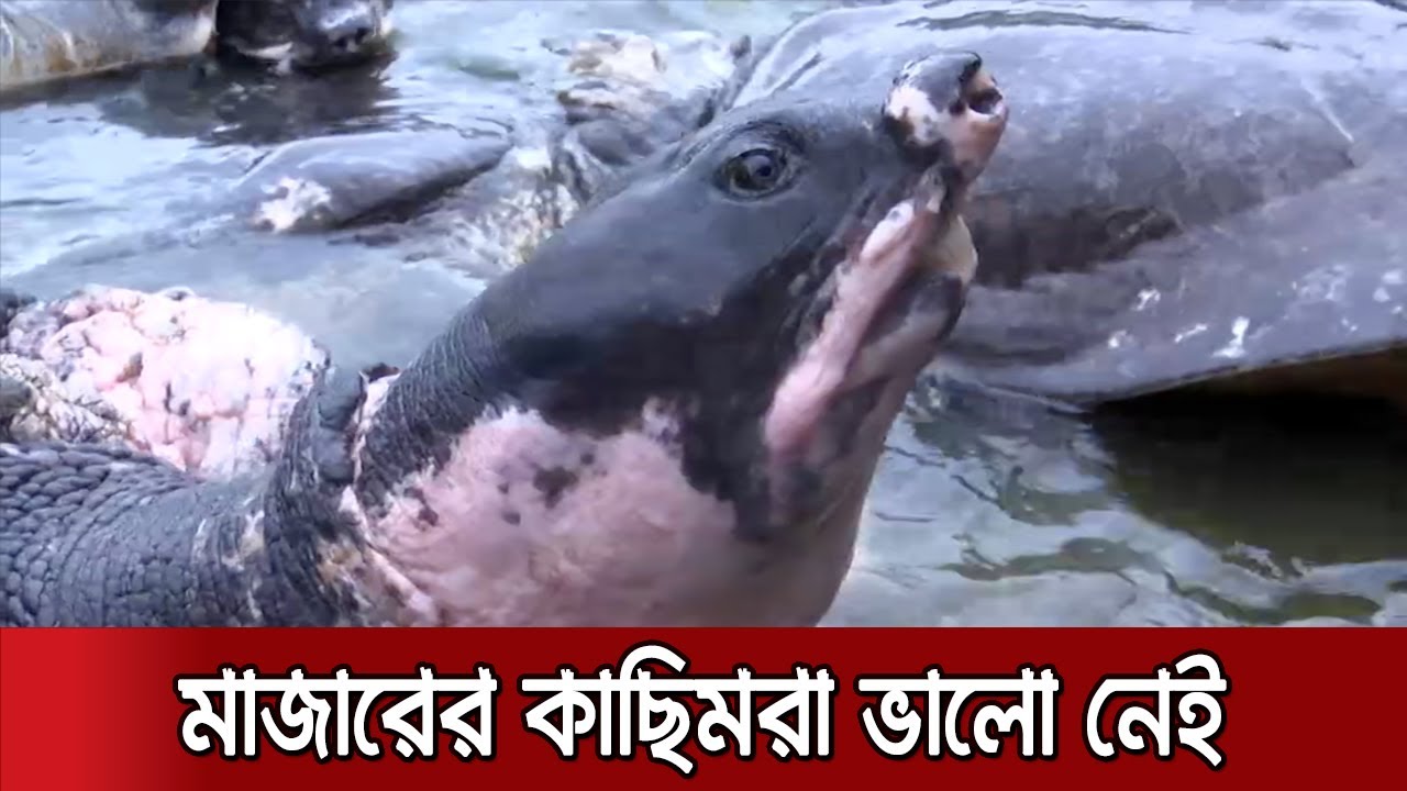 খাদ্য সংকটে বায়েজিদ বোস্তামি মাজারের কাছিমগুলো | Tortoise of Bayezid