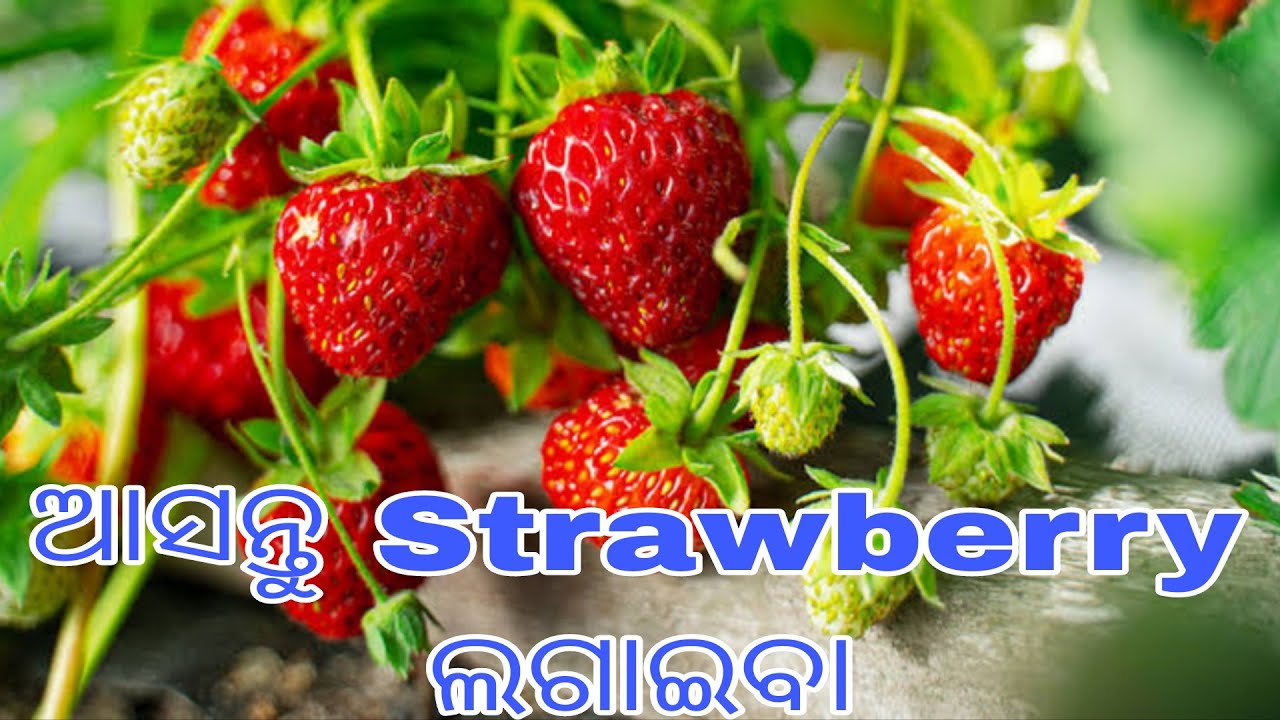 ଆସନ୍ତୁ ଷ୍ଟ୍ରବେରି ଲଗାଇବା । Let's Plant strawberries. #happygardening  