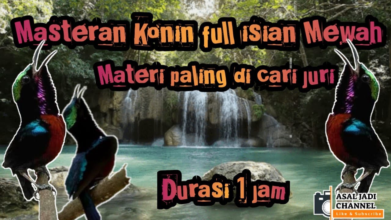 Masteran konin full isian mewah plus teraphy suara air