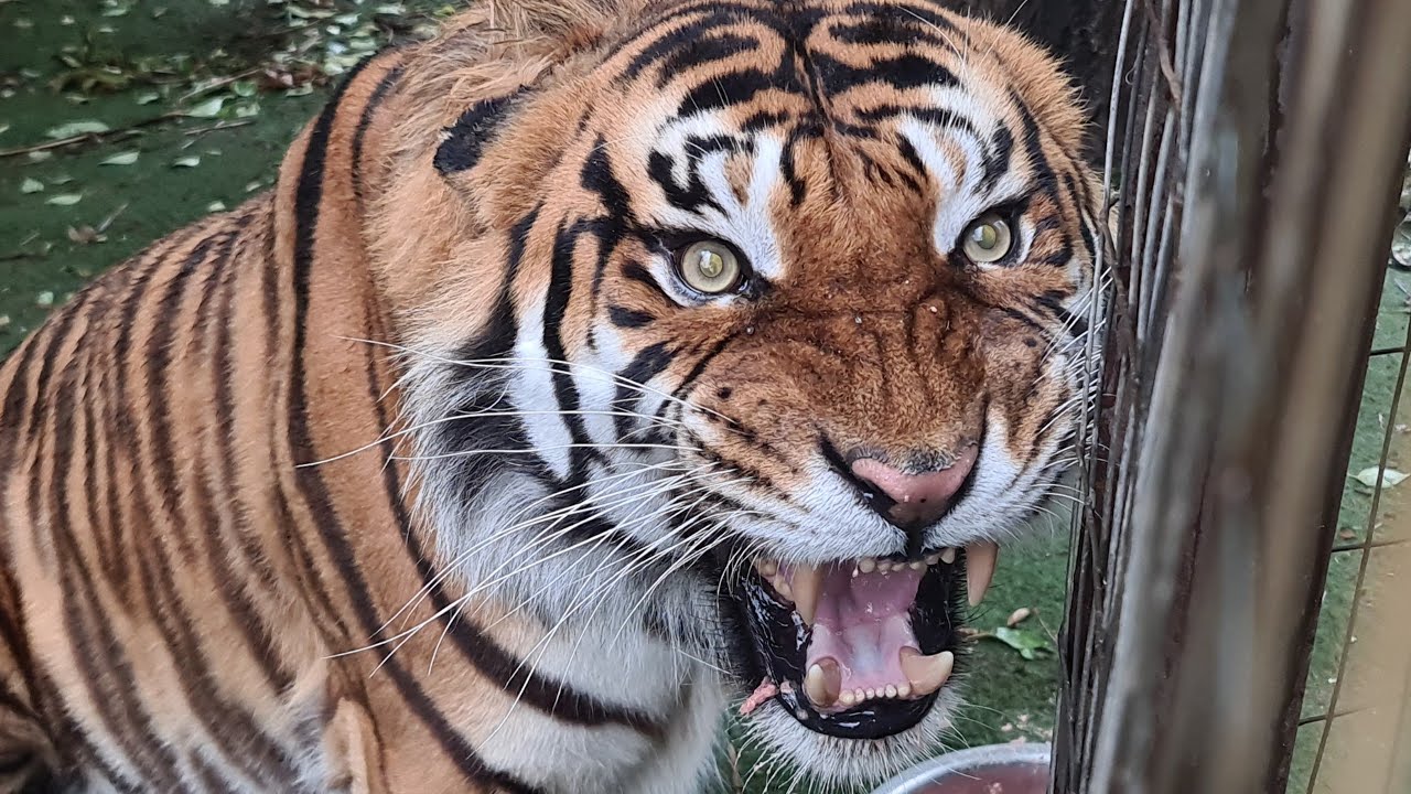 Стоит ли ради этого кадра терять телефон?