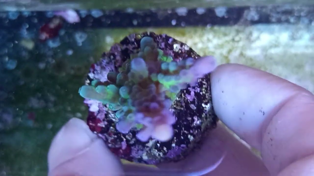Acropora miyagi tort coral gandalf