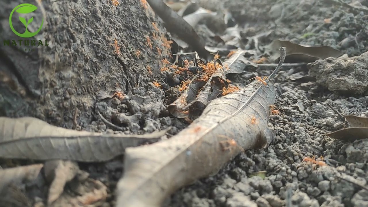 These Are Nature's Tiny Architects