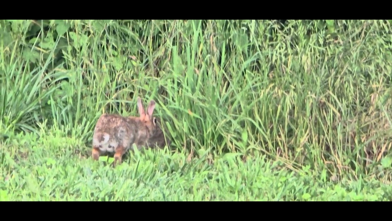 RABBITS