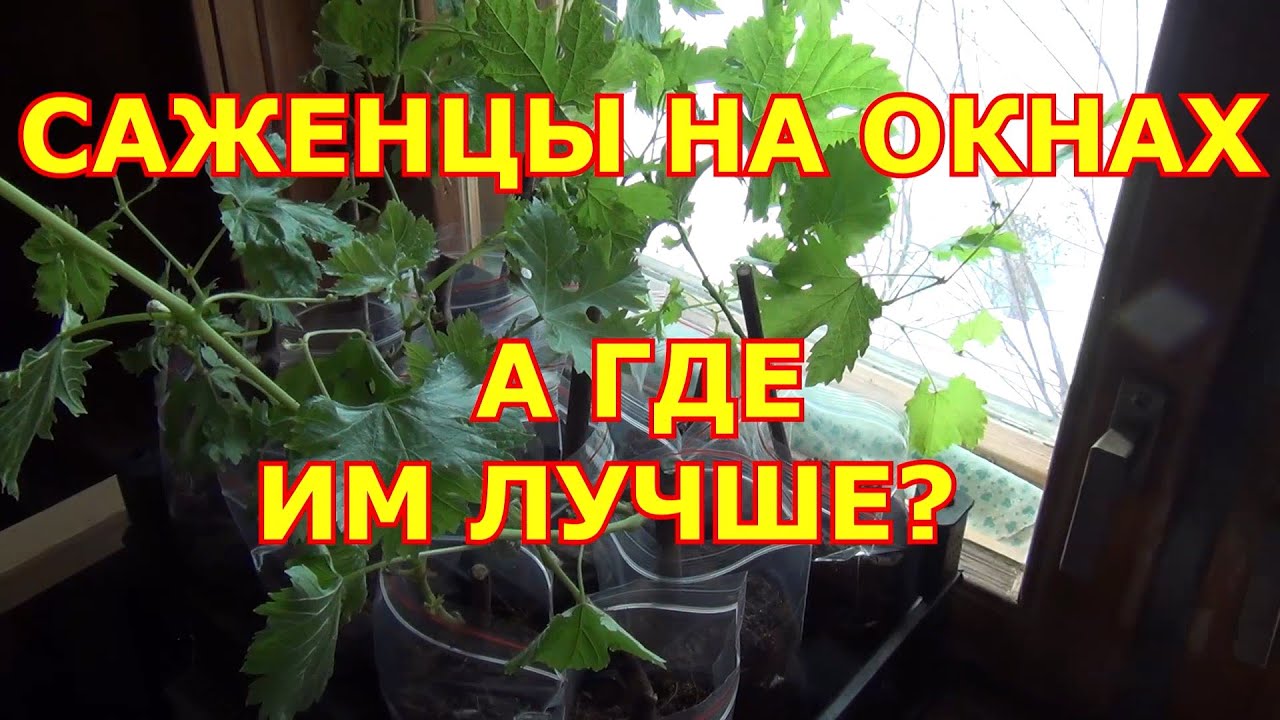 САЖЕНЦЫ ВИНОГРАДА НА ОКНАХ или ГДЕ ИМ ЛУЧШЕ?
