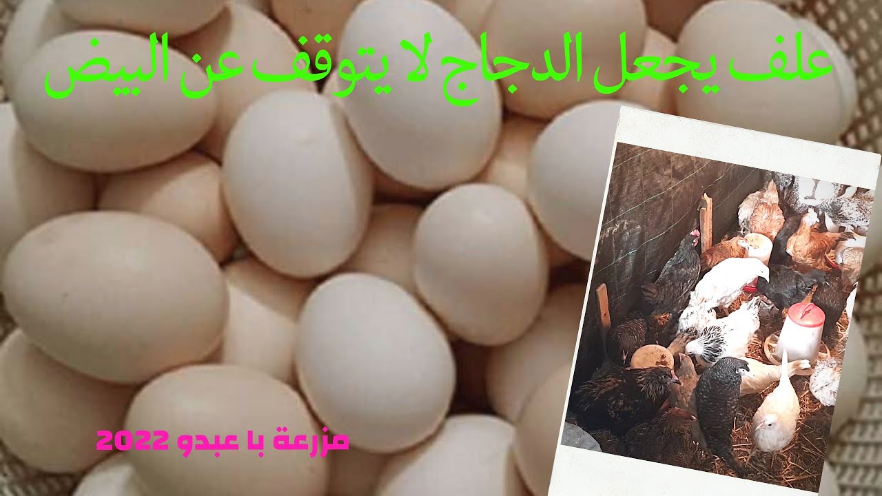 زيادة إنتاج البيض عند الدجاج بشكل رهيب