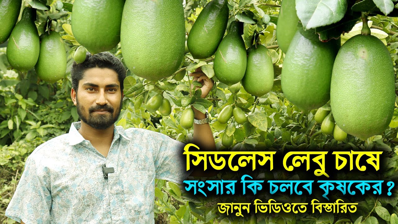 সিডলেস লেবু চাষ করে এখনো টিকে আছে নীরব | কিন্তু কিভাবে? | উদ্যোক্তার খোঁজে