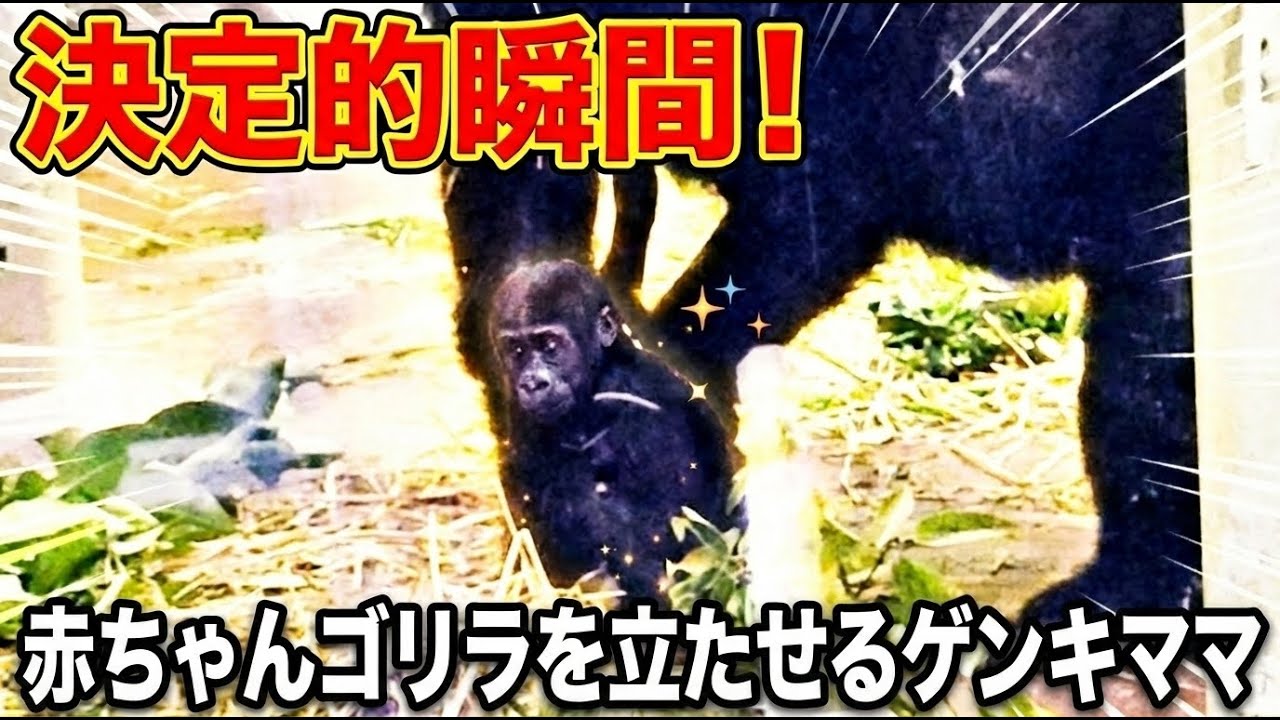 決定的瞬間！赤ちゃんゴリラを立たせるゲンキママ【京都市動物園】