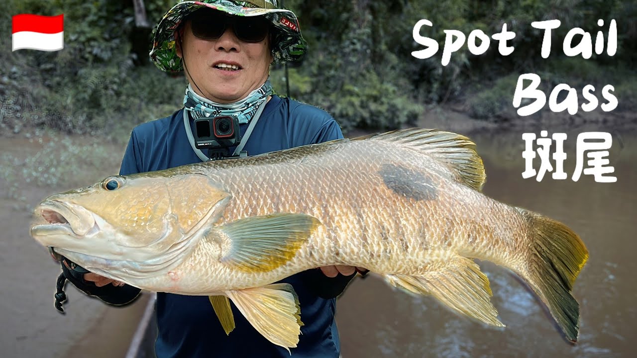 (EP113)解锁山河霸主，斑尾鰽。行动代号——坐到屁股痛！Mentawai Islands, Siberut, Spot tail bass. Ari Gerap. 
