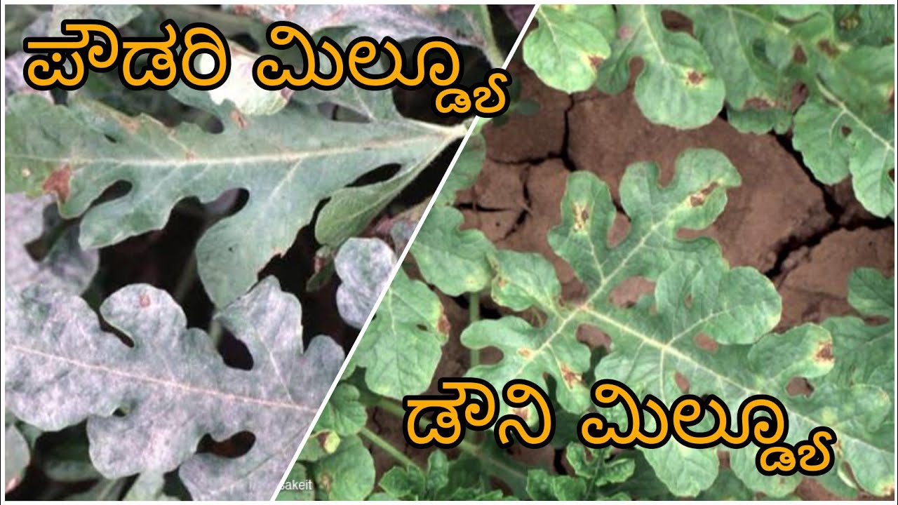 Downy mildew & Powdery Mildew of Watermelon | symptoms and control measures| ಕಲ್ಲಂಗಡಿ ಬೇಸಾಯ ಭಾಗ 4