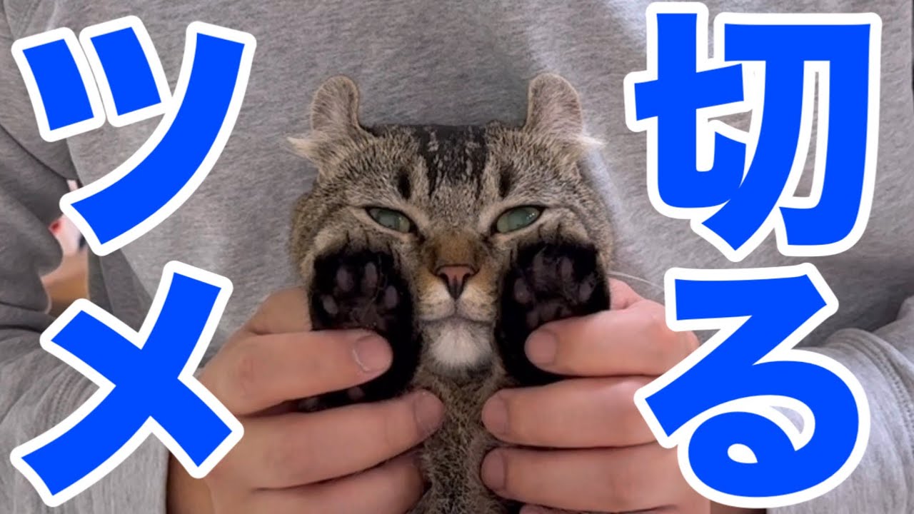 猫は3COINSの爪切りでも大人しく切らせてくれるのか？結果が意外すぎた…