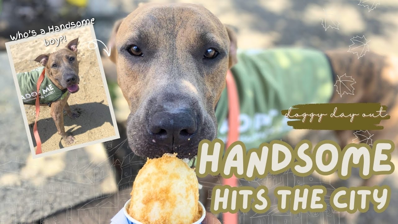 DOGGY DAY OUT 🐾: cafe hopping and city adventures with a shelter pup-meet Handsome! *ADOPTED*