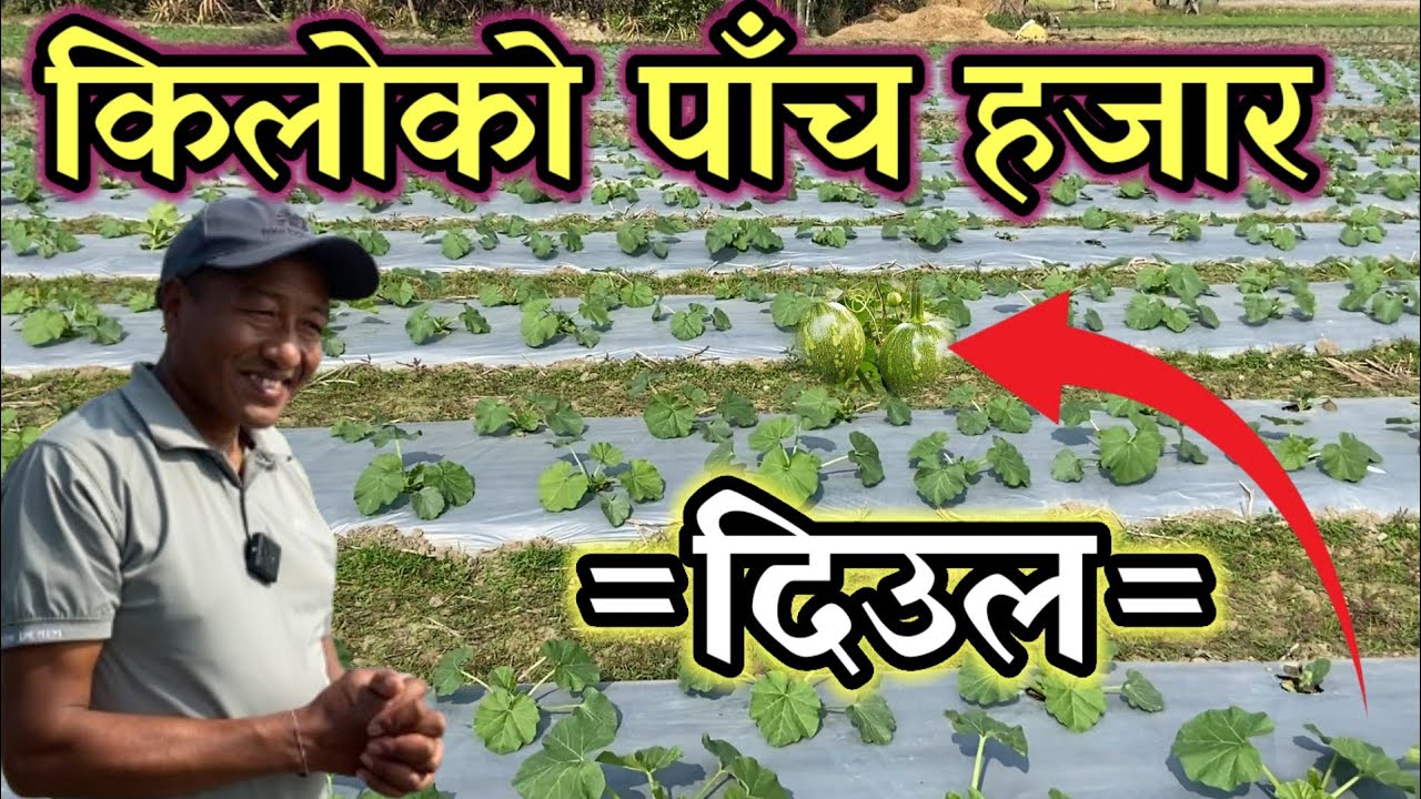 किलोको पाँच हजार पर्ने दिउल लगाउने योगेश दाइ!