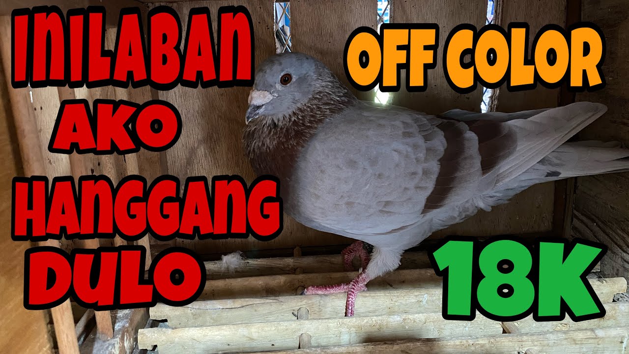 KILALANIN SI 18K |Reggie Cruz Loft & Aviary #RACINGPIGEON #REGGIECRUZLOFTANDAVIARY #KALAPATI