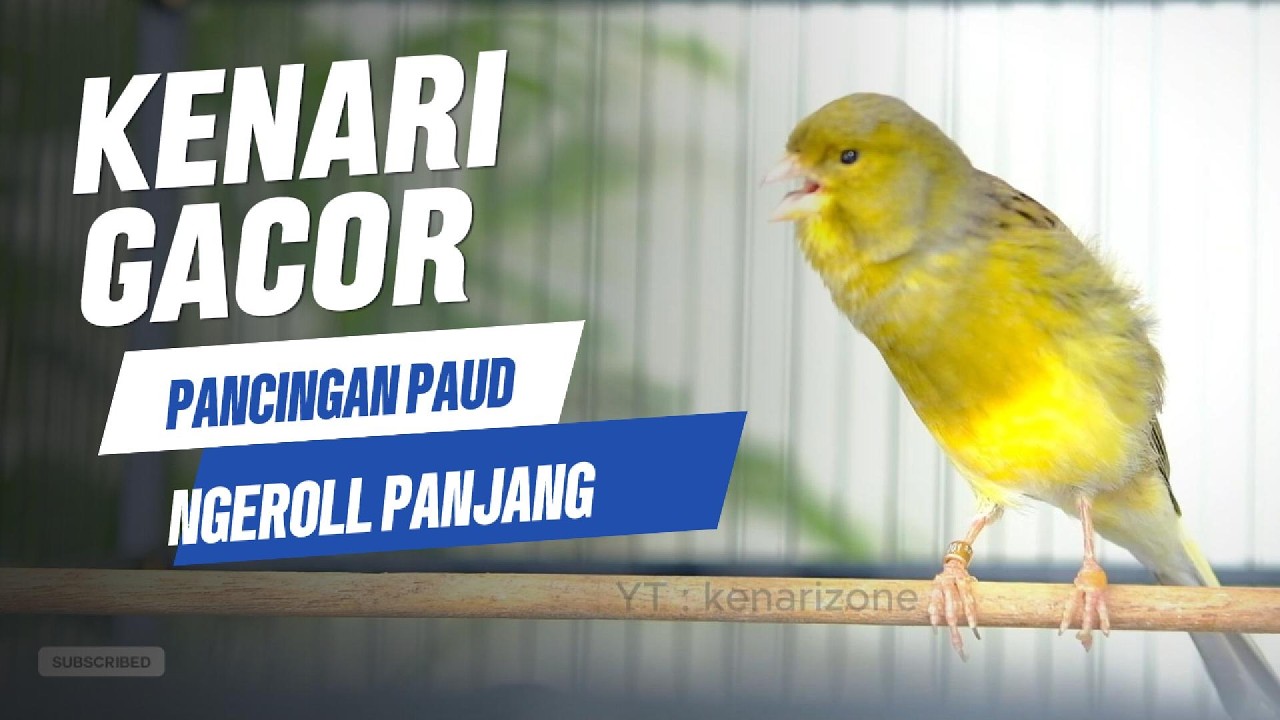 KENARI GACOR Cuit CUIT BIRAHI | Kenari GACOR cuit - cuit EMOSI Isian indah Pancingan kenari PAUD